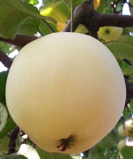 Яблоня Белый налив (Папировка) 1 шт, РБ