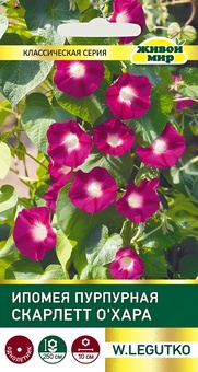 Ипомея пурпурная Скарлетт О'Хара (W. Legutko) 2 г, РБ