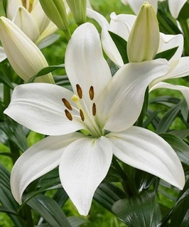 Лилия ЛА-гибрид Кент 1 шт, Польша