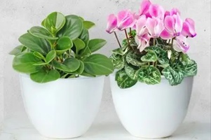 Коллекция Орфей