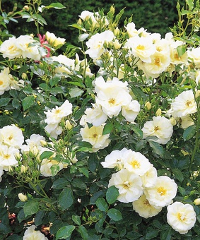 Роза почвопокровная Вайт Кавер 1 шт, Сербия