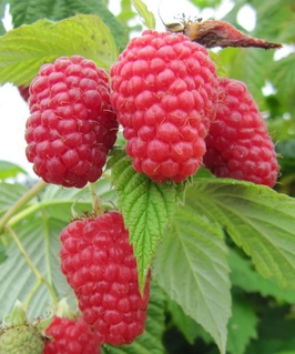 Малина Гусар 1 шт, РБ