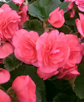 Бегония клубневая Дабл Пинк, 1 шт, Нидерланды