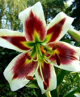 Лилия ОТ-гибрид Лесли Вудрифф 1 шт, Польша
