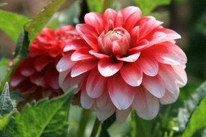 Многолетники Весна  2026