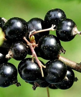 Смородина черная Церера 1 шт, РБ