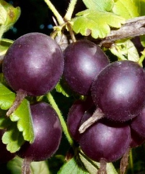 Крыжовник Северный капитан 1 шт, РБ