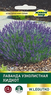 Лаванда узколистная Хидкот (W. Legutko) 0,1 г, РБ