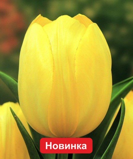 Тюльпан Дарвинов гибрид Нови Сан 3 шт, Польша