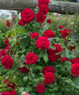 Роза плетистая Орфео 1 шт, Сербия