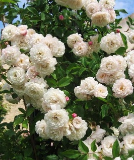 Роза плетистая Шванензее 1 шт, Сербия