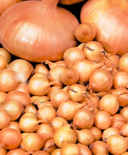 Лук севок фасованный Штутгартер Ризен (10-21 мм) 0,5 кг, РФ