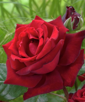 Роза чайно-гибридная Ингрид Бергман 1 шт, Сербия