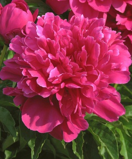 Пион травянистый Виктори Де Ла Марн, 1 шт., Нидерланды