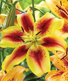 Лилия АОА-гибрид Вива ла Вида 1 шт, Польша