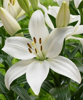 Лилия ЛА-гибрид Кент 1 шт, Польша