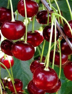 Вишня Лютувка 1 шт, РБ