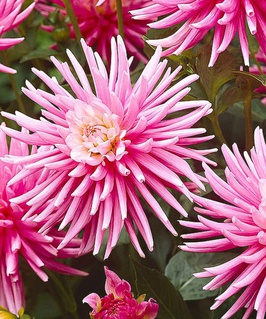 Георгина бордюрная кактусовидная Парк Принцесс, 1 шт, Нидерланды