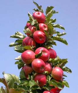Яблоня колоновидная Московское ожерелье 1 шт, РБ