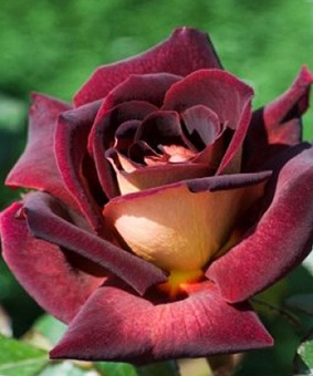 Роза чайно-гибридная Эдди Митчелл 1 шт, Сербия