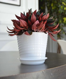 Фиалочница Верона, D11, 0,75 л, белый, с поддоном, РФ