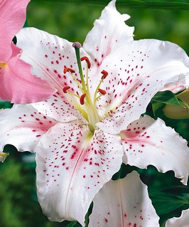 Лилия восточная Мускадет 1 шт, Польша