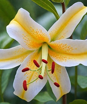 Лилия ОТ-гибрид Мистер Писташ 1 шт, Польша