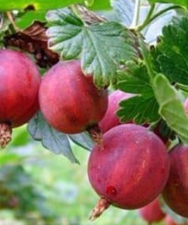 Крыжовник Краснославянский 1 шт, РБ