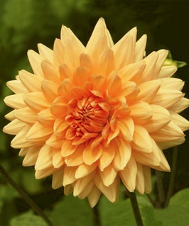 Георгина декоративная Нордвайкс Глори, 1 шт, Нидерланды