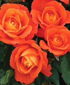 Роза флорибунда Супер Трупер 1 шт, Сербия