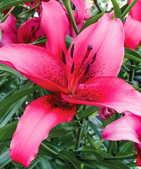 Лилия АОА-гибрид Новембер Рейн 1 шт, Польша