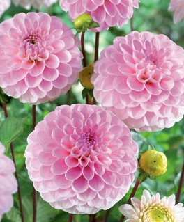 Георгина шаровидная Визард оф Оз, 1 шт, Нидерланды