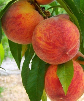 Персик Инка сент пол 1 шт, РБ