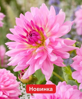 Георгина декоративная Розелла, 1 шт, Нидерланды