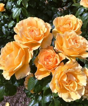 Роза флорибунда Элисон 1 шт, Сербия