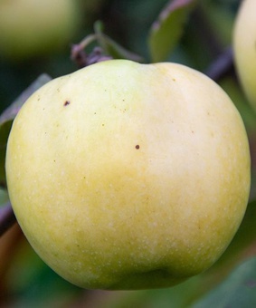 Яблоня Антоновка 1 шт, РБ