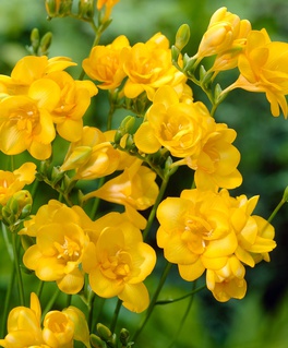 Фрезия Дабл Елоу, 5 шт, Нидерланды