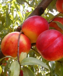 Нектарин Фантазия 1 шт, РБ