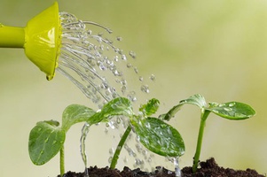 Полив, опрыскиватели