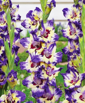 Гладиолус крупноцветковый Циркус Клаб, 3 шт, Нидерланды