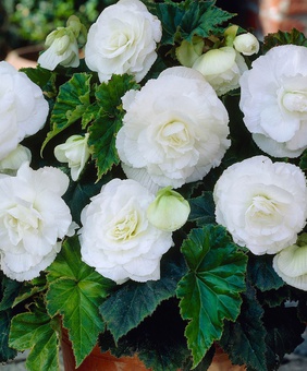 Бегония клубневая Дабл Вайт, 1 шт, Нидерланды