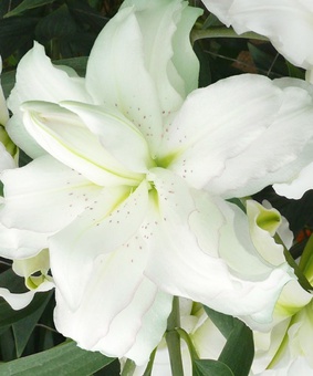 Лилия восточная махровая Лотус Бьюти 1 шт, Польша