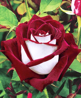 Роза чайно-гибридная Осирия 1 шт, Сербия