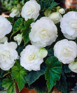 Бегония клубневая Дабл Вайт, 1 шт, Нидерланды