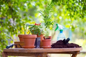 Удобрения для цветов