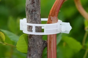 Подвязка и маркировка растений