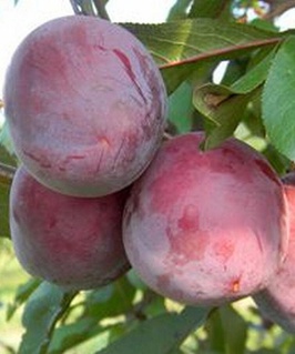 Алыча гибридная Панна 1 шт, РБ