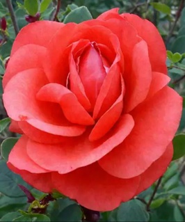 Роза чайно-гибридная Квин оф Бермуда 1 шт, Сербия