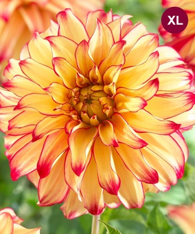 Георгина декоративная Леди Дарлин, 1 шт, Нидерланды