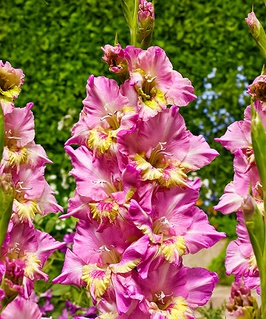 Гладиолус гофрированный Хэппи Диско, 3 шт, Нидерланды